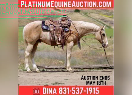 Quarter horse américain, Hongre, 12 Ans, 152 cm, Palomino