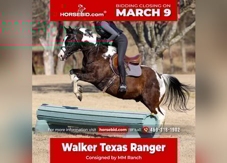 Quarter horse américain, Hongre, 12 Ans, 152 cm, Pinto