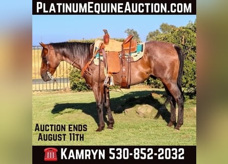 Quarter horse américain, Hongre, 12 Ans, 152 cm, Roan-Bay