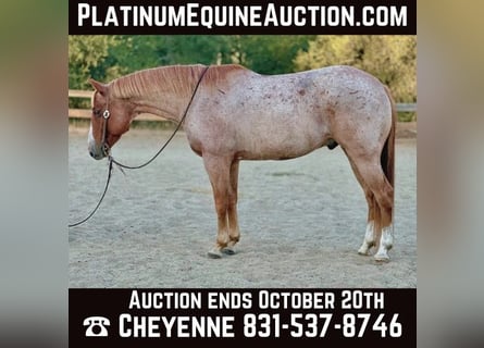 Quarter horse américain, Hongre, 12 Ans, 152 cm, Rouan Rouge