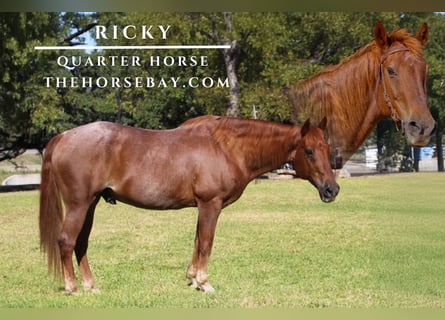 Quarter horse américain, Hongre, 12 Ans, 152 cm, Rouan Rouge