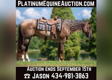 Quarter horse américain, Hongre, 12 Ans, 152 cm, Rouan Rouge