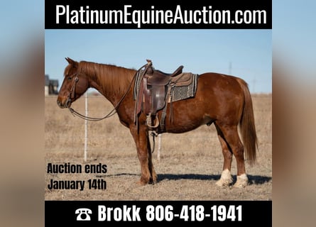 Quarter horse américain, Hongre, 12 Ans, 155 cm, Alezan brûlé