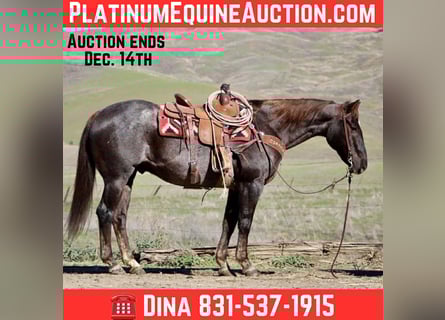 Quarter horse américain, Hongre, 12 Ans, 155 cm, Alezan brûlé