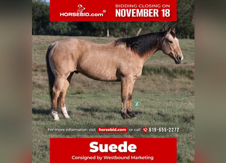 Quarter horse américain, Hongre, 12 Ans, 155 cm, Buckskin