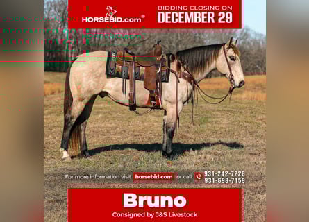 Quarter horse américain, Hongre, 12 Ans, 155 cm, Buckskin