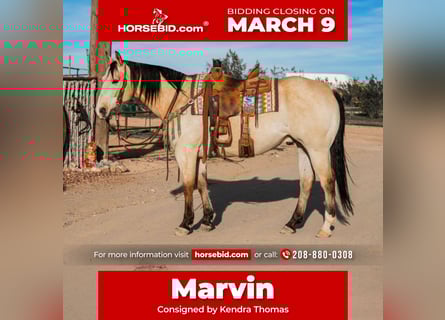 Quarter horse américain, Hongre, 12 Ans, 155 cm, Buckskin