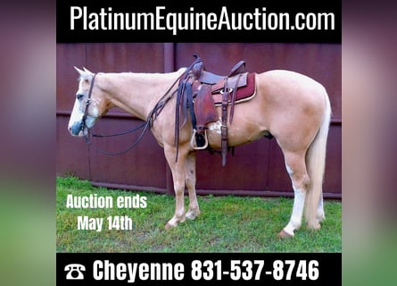 Quarter horse américain, Hongre, 12 Ans, 155 cm, Palomino