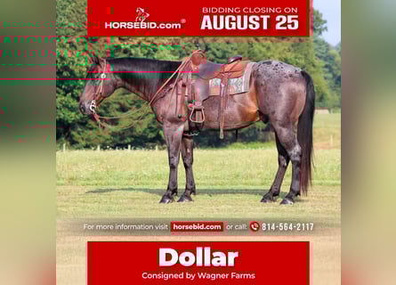 Quarter horse américain, Hongre, 12 Ans, 155 cm, Rouan Bleu