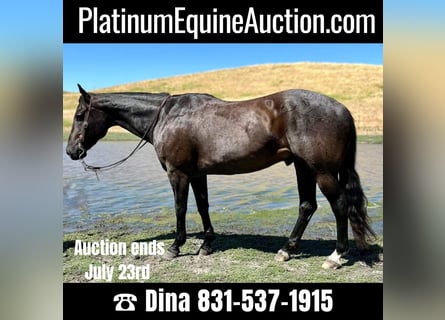 Quarter horse américain, Hongre, 12 Ans, 155 cm, Rouan Bleu