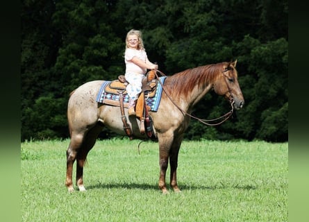 Quarter horse américain, Hongre, 12 Ans, 155 cm, Rouan Rouge