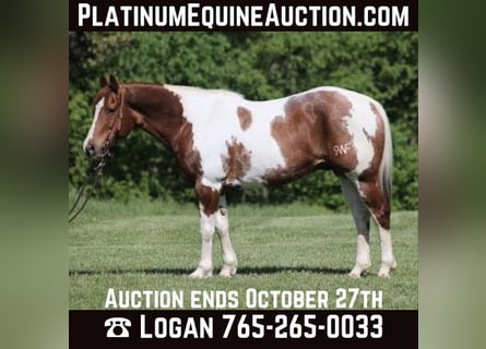 Quarter horse américain, Hongre, 12 Ans, 155 cm, Tobiano-toutes couleurs