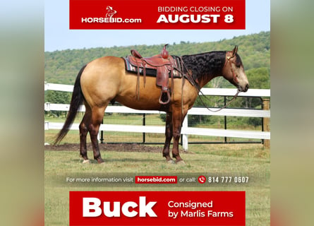Quarter horse américain, Hongre, 12 Ans, 157 cm, Buckskin