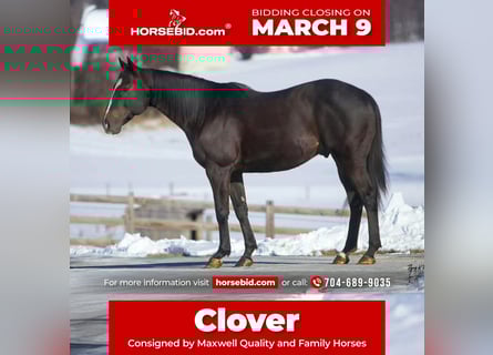 Quarter horse américain, Hongre, 12 Ans, 157 cm, Noir