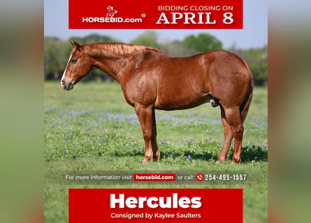 Quarter horse américain, Hongre, 12 Ans, 160 cm, Alezan cuivré