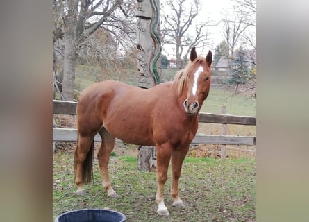 Quarter horse américain, Hongre, 12 Ans, 160 cm, Alezan
