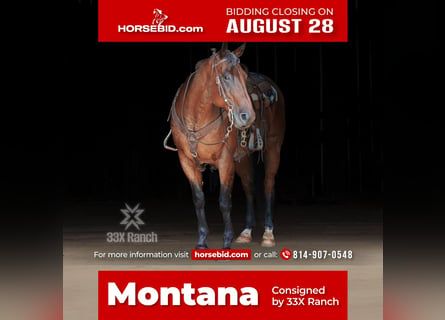 Quarter horse américain, Hongre, 12 Ans, 163 cm, Roan-Bay
