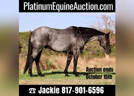 Quarter horse américain, Hongre, 12 Ans, 163 cm, Rouan Bleu