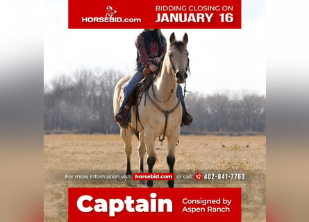 Quarter horse américain Croisé, Hongre, 12 Ans, Buckskin