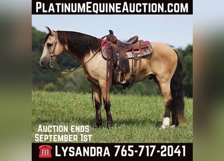 Quarter horse américain, Hongre, 12 Ans, Buckskin