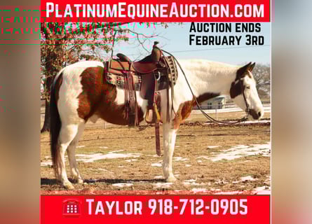 Quarter horse américain, Hongre, 13 Ans, 142 cm, Tobiano-toutes couleurs