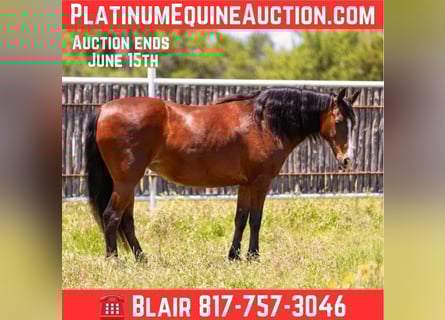 Quarter horse américain, Hongre, 13 Ans, 145 cm, Bai cerise