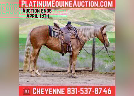 Quarter horse américain, Hongre, 13 Ans, 145 cm, Palomino