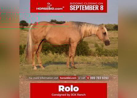 Quarter horse américain, Hongre, 13 Ans, 147 cm, Palomino