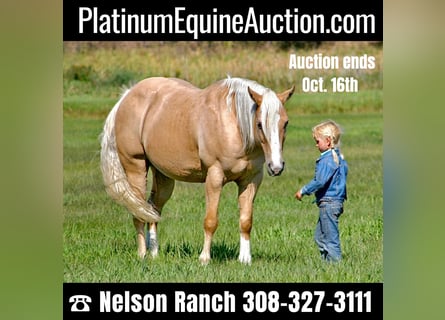 Quarter horse américain, Hongre, 13 Ans, 147 cm, Palomino
