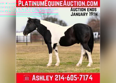 Quarter horse américain, Hongre, 13 Ans, 147 cm, Tobiano-toutes couleurs