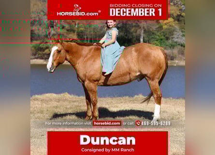 Quarter horse américain, Hongre, 13 Ans, 150 cm, Alezan dun