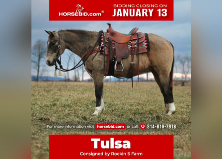 Quarter horse américain, Hongre, 13 Ans, 150 cm, Buckskin