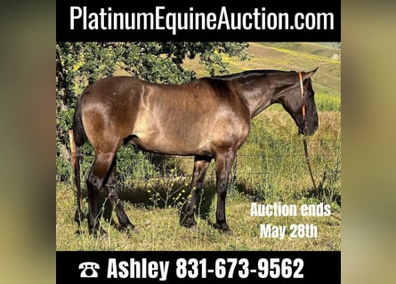 Quarter horse américain, Hongre, 13 Ans, 150 cm, Grullo