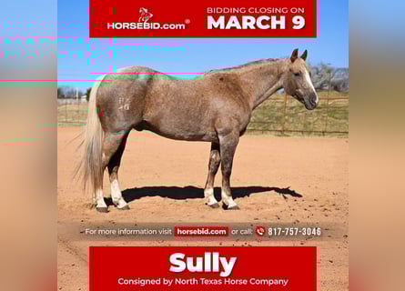 Quarter horse américain, Hongre, 13 Ans, 150 cm, Palomino