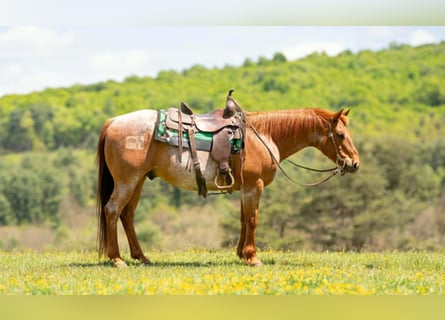 Quarter horse américain, Hongre, 13 Ans, 150 cm, Rouan Rouge