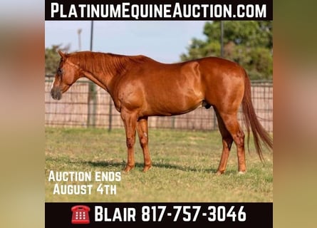 Quarter horse américain, Hongre, 13 Ans, 152 cm, Alezan cuivré