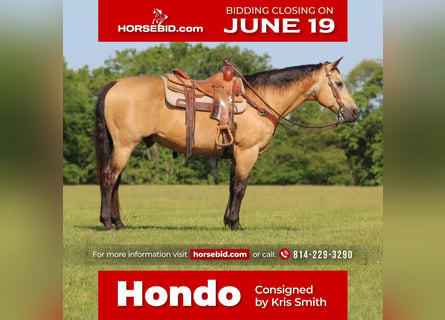 Quarter horse américain, Hongre, 13 Ans, 152 cm, Buckskin