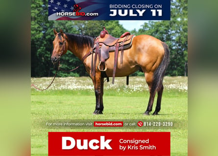 Quarter horse américain Croisé, Hongre, 13 Ans, 152 cm, Buckskin