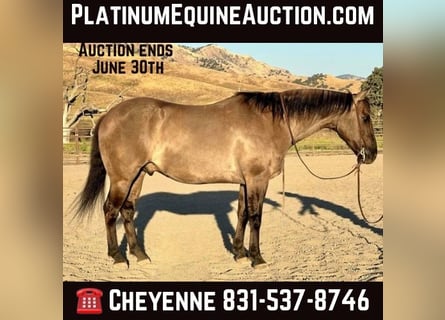 Quarter horse américain, Hongre, 13 Ans, 152 cm, Grullo