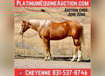 Quarter horse américain, Hongre, 13 Ans, 152 cm, Palomino