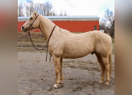 Quarter horse américain, Hongre, 13 Ans, 152 cm, Palomino