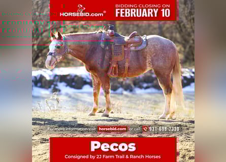 Quarter horse américain, Hongre, 13 Ans, 152 cm, Rouan Rouge