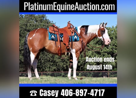 Quarter horse américain, Hongre, 13 Ans, 152 cm, Tobiano-toutes couleurs