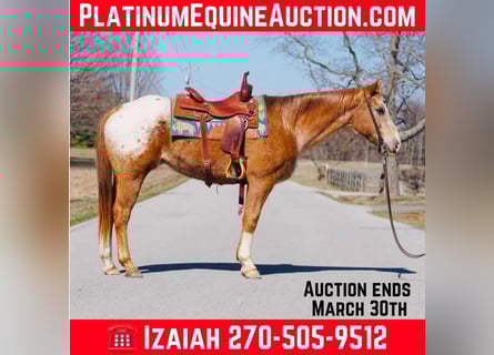 Quarter horse américain, Hongre, 13 Ans, 155 cm, Alezan brûlé