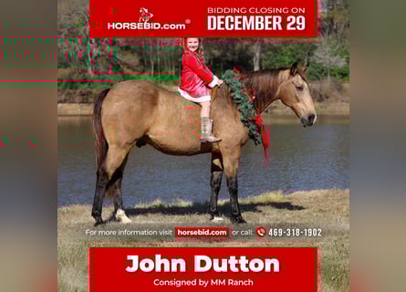 Quarter horse américain, Hongre, 13 Ans, 155 cm, Buckskin