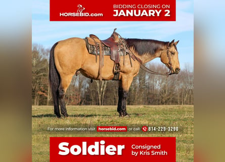 Quarter horse américain, Hongre, 13 Ans, 155 cm, Buckskin