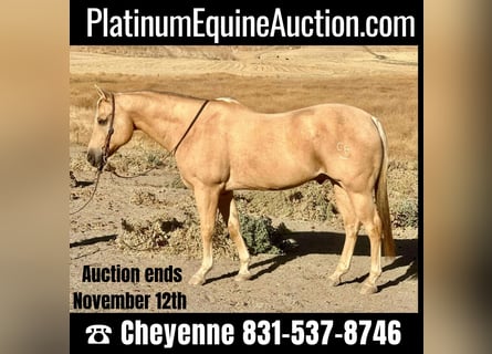 Quarter horse américain, Hongre, 13 Ans, 155 cm, Palomino