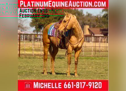 Quarter horse américain, Hongre, 13 Ans, 155 cm, Palomino