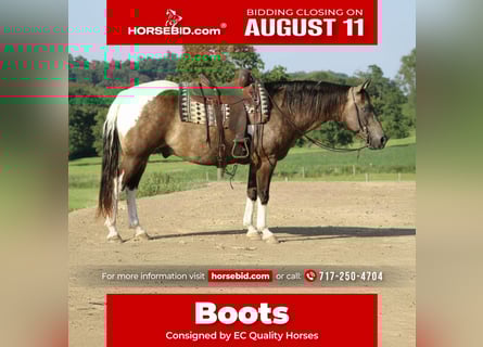 Quarter horse américain, Hongre, 13 Ans, 155 cm