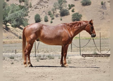 Quarter horse américain, Hongre, 13 Ans, 155 cm, Rouan Rouge
